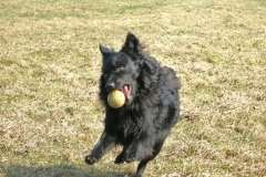 Der Balljunkie
