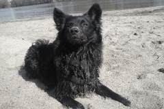 Elbe Sand Hund