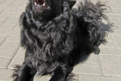 Ich bin ein Wolf