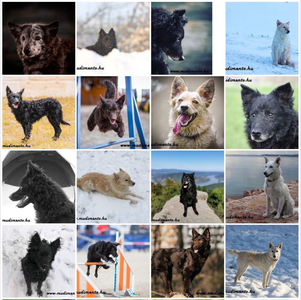 Mudi-Kalender 2020